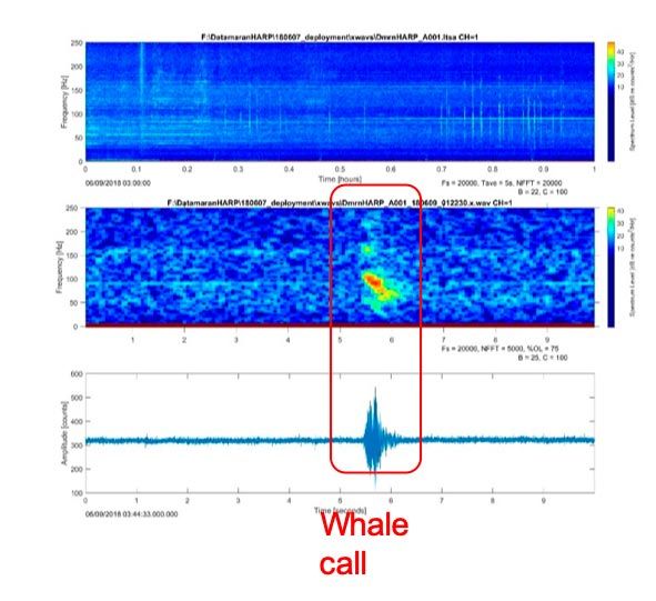 A signal processing example including a time series amplitude signal and a spectrogram with a whale call identified in the signal