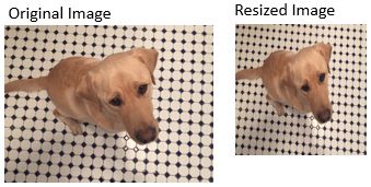 Two images of the same dog shown side by side. One of the images is resized and has different dimensions.